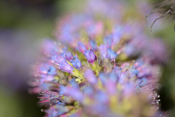 Flora of Gran Canaria -  Echium callithyrsum, blue bugloss of Tenteniguada, endemic to the island,
 natural macro floral background

