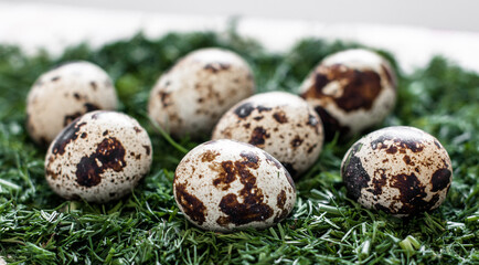 Obraz premium Quail eggs on a bed of chopped dill close up.
