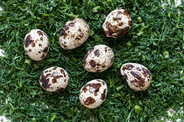 Obraz premium Quail eggs on a bed of fennel.