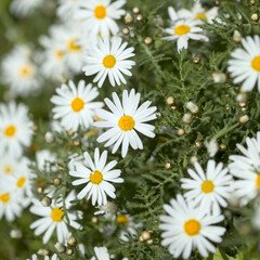 Flora of Gran Canaria -  Argyranthemum, marguerite daisy endemic to the Canary Islands
