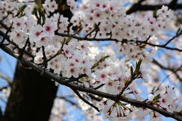 Obraz premium 日本の美しい桜の花のクローズアップ