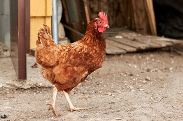 Hen with orange fur walking on the sand in her farmyard