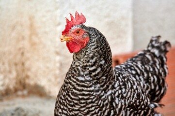 Portrait of a black and white hen walking in her farmyard