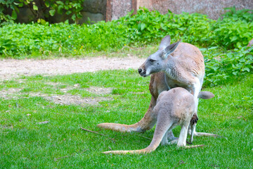 Kangaroo cub climbs into the mother's bag.