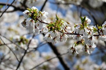 日本の美しい桜の花のクローズアップ