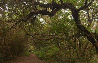 Tenerife, tangled and dark forests of Anaga rural park in the north east part of the island