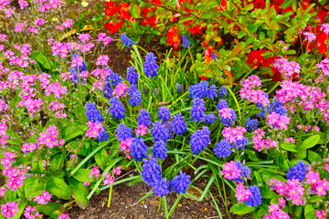 Obraz premium Bright blooming flowers in the garden in the spring.