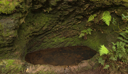 Tenerife, tangled and dark forests of Anaga rural park in the north east part of the island