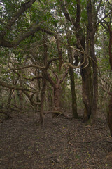 Tenerife, tangled and dark forests of Anaga rural park in the north east part of the island