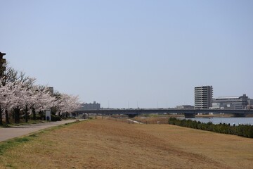 日本の都市の春の河川敷の風景