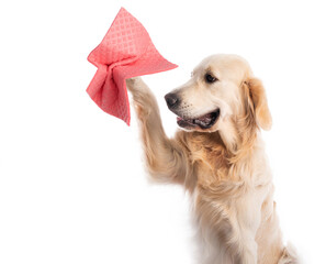 Golden retriever dog holding pink cleaning cloth isolated on white background