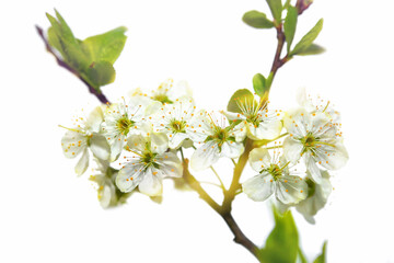 Naklejka na ściany i meble Apple tree flowers, spring flowering trees, close up, selective focus