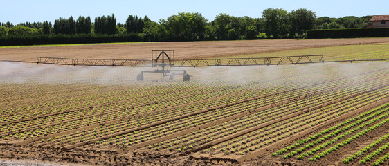 Automatic irrigation system in the Intensive cultivation of fresh green lettuce on a fertile field...