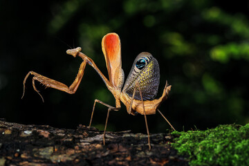 
Pseudempusa pinnapavonis (grasshopper peacock) in the tropical forest in Thailand.