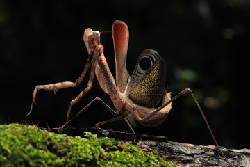 
Pseudempusa pinnapavonis (grasshopper peacock) in the tropical forest in Thailand.