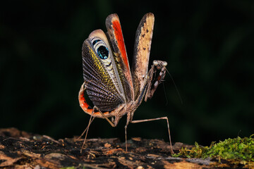 
Pseudempusa pinnapavonis (grasshopper peacock) in the tropical forest in Thailand.