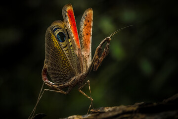  Pseudempusa pinnapavonis (grasshopper peacock) in the tropical forest in Thailand. © sippakorn