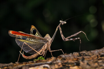 
Pseudempusa pinnapavonis (grasshopper peacock) in the tropical forest in Thailand.