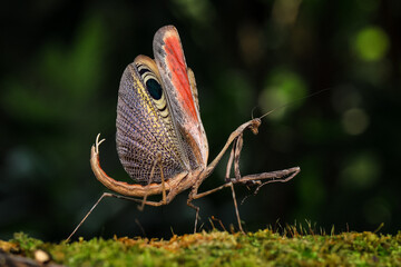 
Pseudempusa pinnapavonis (grasshopper peacock) in the tropical forest in Thailand.