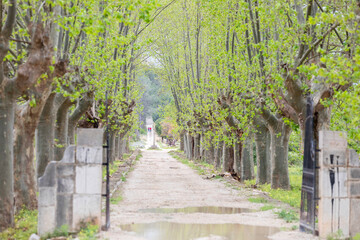 Camino entre arboles