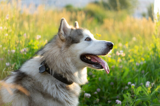 Alaskan malamut dog sitting on the grass in summer sunny field and looking away. Doggy side view