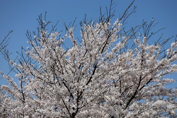 日本の青空と満開の桜