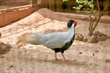 Bird in national park name True silver pheasant