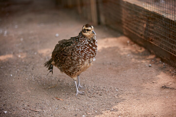 brown bird name Reeves's pheasant, Syrmatius reevesnt
