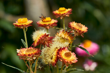 Small bee gathering a pollen form flower