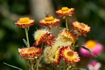 Small bee gathering a pollen form flower