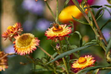 Small bee gathering a pollen form flower