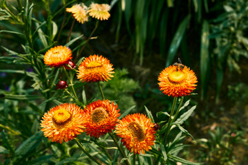 Small bee gathering a pollen form flower