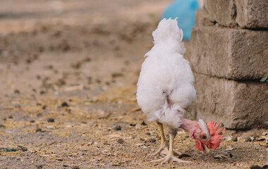 piroco rooster eating in a yard, an indian rooster scratching in a home yard, close up of a piroco rooster eating in a yard