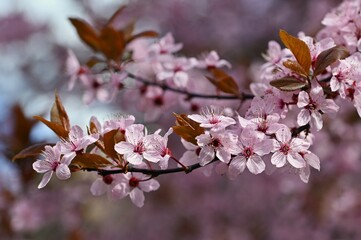 Beautiful flowering tree. Spring colorful background with flowers. Nature in spring time - nice sunny day.