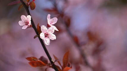 Beautiful flowering tree. Spring colorful background with flowers. Nature in spring time - nice sunny day.