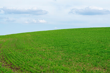 a field of young green winter wheat as a background