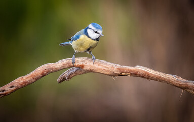 European Blue Tit on a Branch