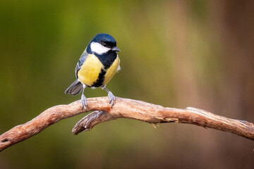 Fototapeta premium Great Tit