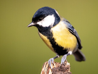 Great Tit