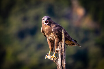 Common Buzzard