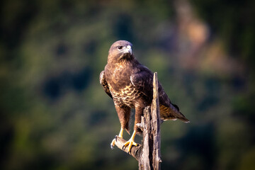 Common Buzzard