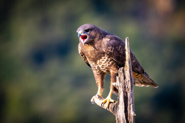 Common Buzzard