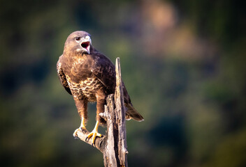 Common Buzzard