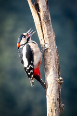 Great Spotted Woodpecker