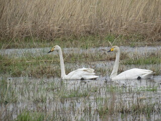 two white swans