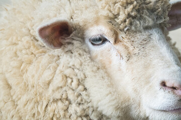 ふさふさモコモコな羊