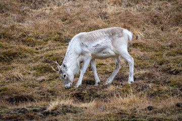 Reindeer, Southern Iceland