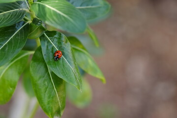 red ladybug sitting on a green leaf