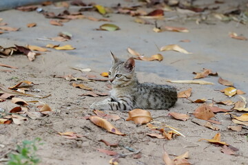 portrait photo of a little kitten lying outside in the autumn