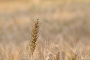 photo of ripe golden wheat harvest in blur crop background